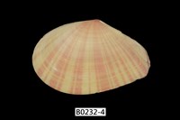 藏品(日光櫻蛤)的圖片